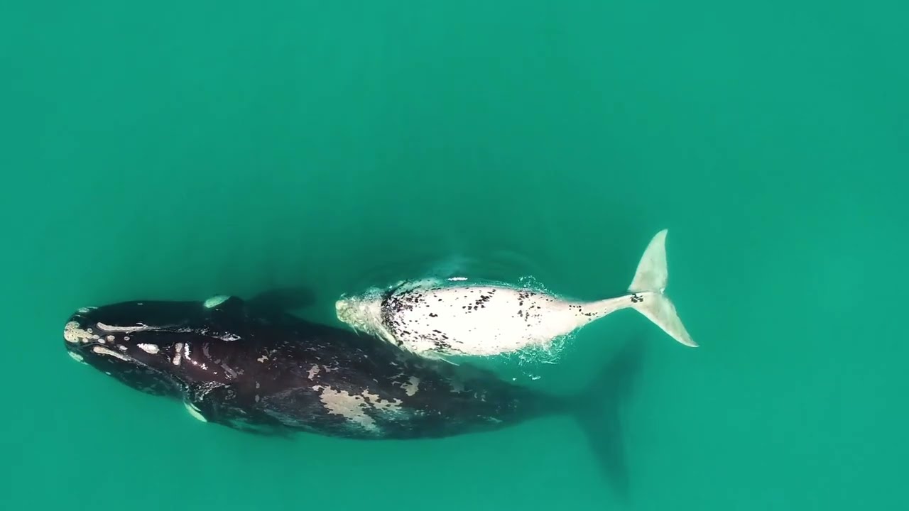 Volunteer with Sharks and the Marine Big 5 in South Africa