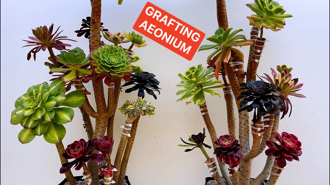 GRAFTING AEONIUM | GRAFTING SUCCULENT | GHÉP SEN ĐÁ | GHÉP AEONIUM | 다육식물 | 多肉植物 | SUCULENTAS
