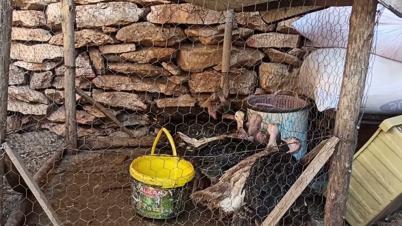 Hindi yavrularının  bakımları. çok önemli bilgiler.