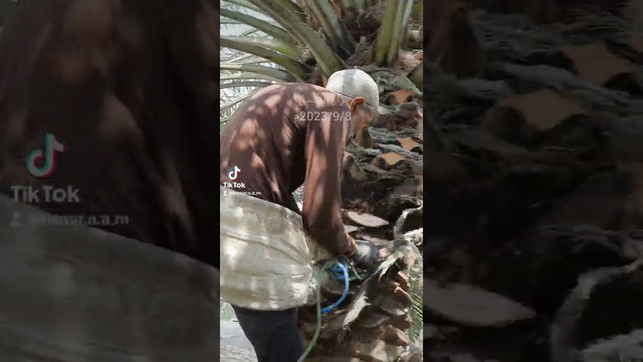 لقاء مع الفلاح القطيفي حسن احمد آل نتيف ( تكريب النخل)