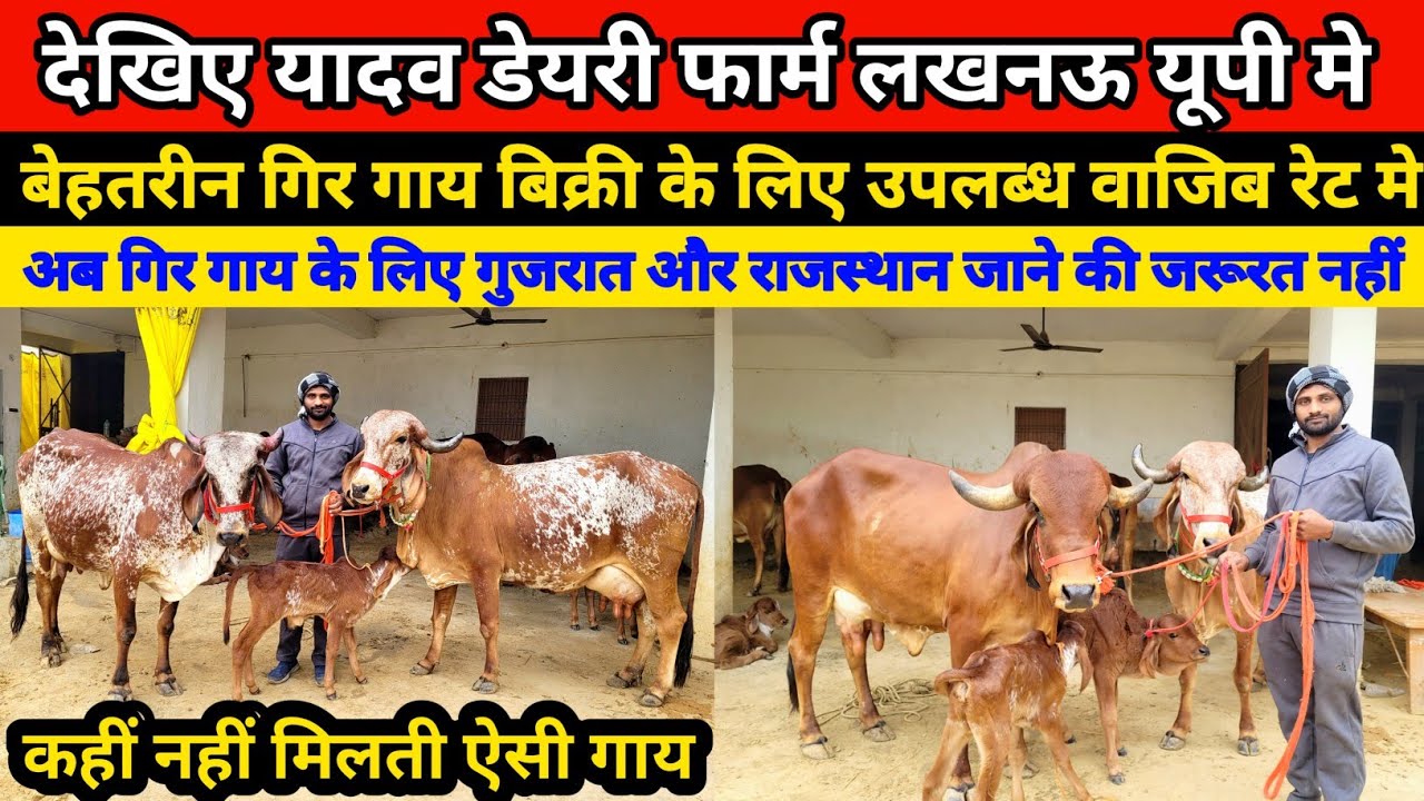 देखिए यादव डयरी फार्म पर बेहतरीन गिर गाय बिक्री के लिए उपलब्ध || yadav dairy farm  gosainganj ||