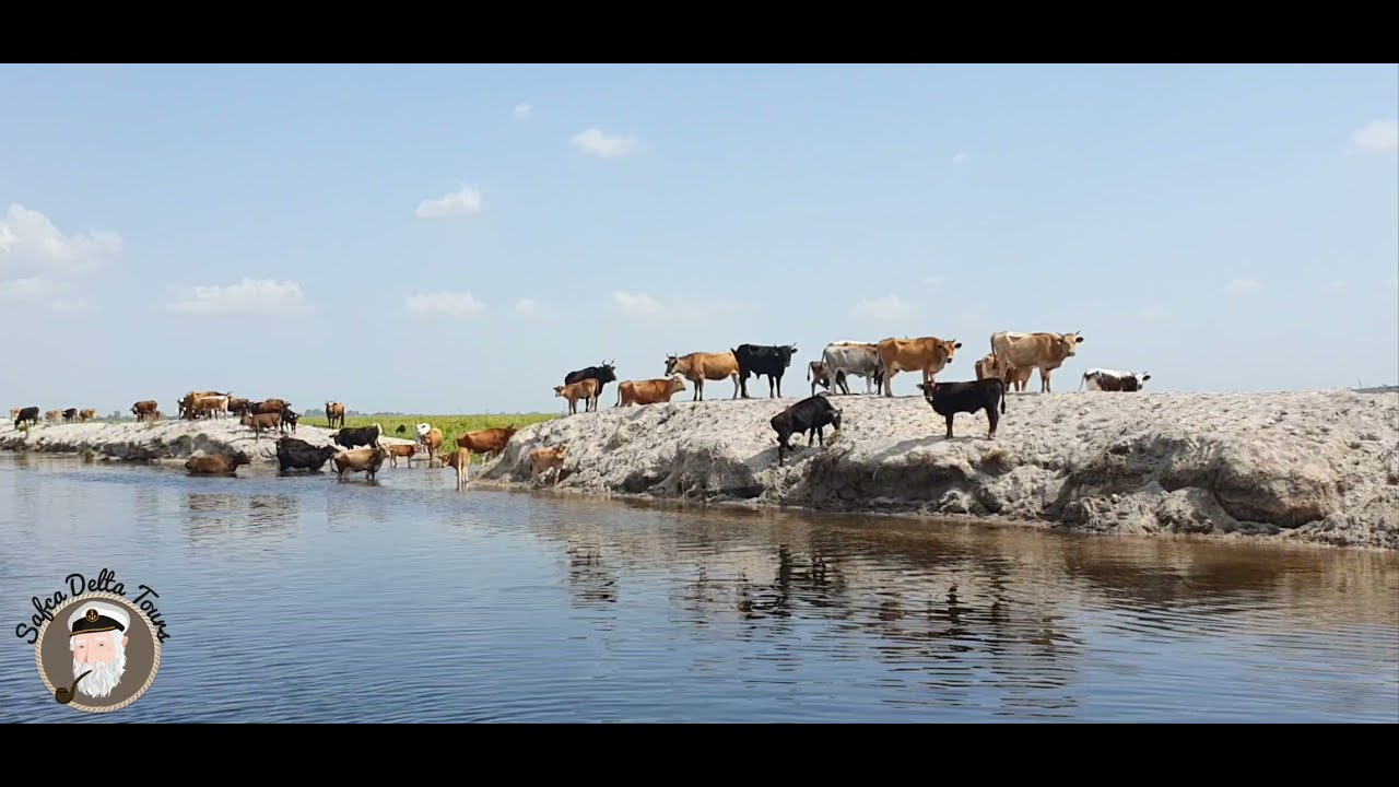Sute de vaci pe malul canalului spre Letea, Delta Dunarii, iunie 2021. Cows from Letea, Danube Delta