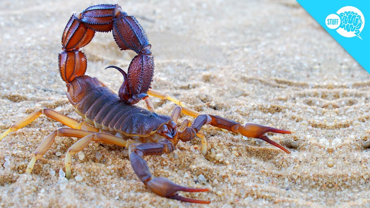 Can Smoking A Scorpion Get You High?
