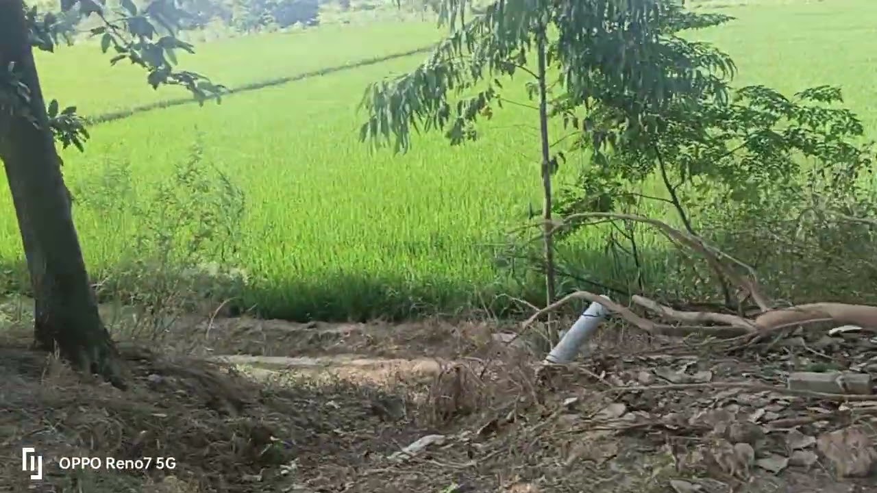 200 Acre land with 7 motter connection in Hoshiarpur Punjab( 100+35+26+20+10.…} con:9316167007