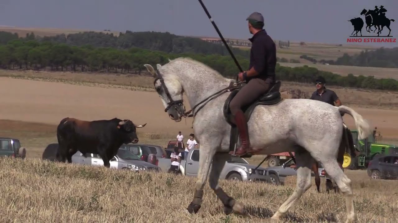 MORALEJA DEL VINO(ZA) ENCIERRO POR EL CAMPO:25-7-2023