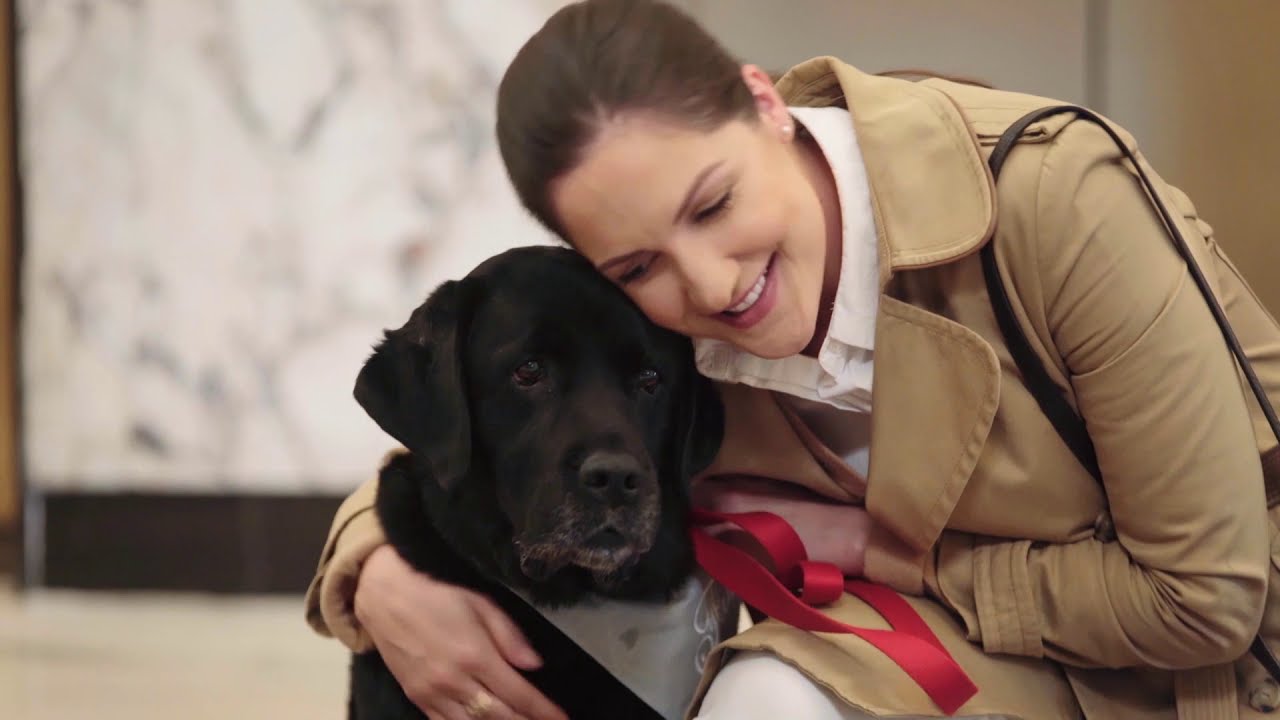 Our Furry Friends - It's A Dog Life
