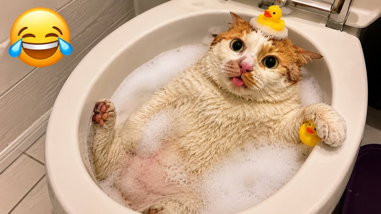FUNNIEST CAT VIDEO IN THE WORLD 😹 || FUNNEST CAT MOMENTS 🤣 || TRY NOT TO LAUGH CHALLENGE 😭 || #cats 