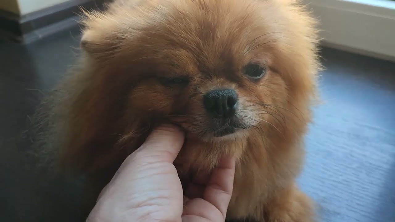 Весна, 🌞 наводим красоту🤗🐾 Продажа щеночков доставка по миру+79788972514
