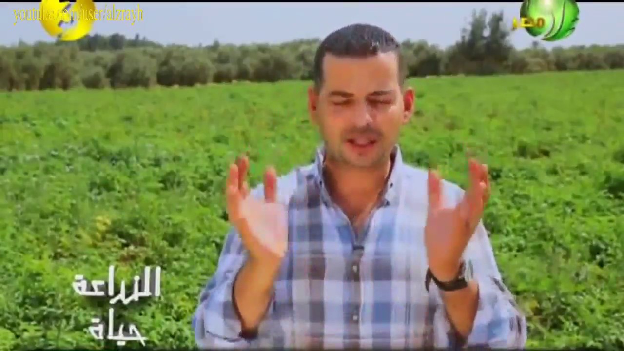 زراعة الطماطم مكافحة التبقع البكتيري