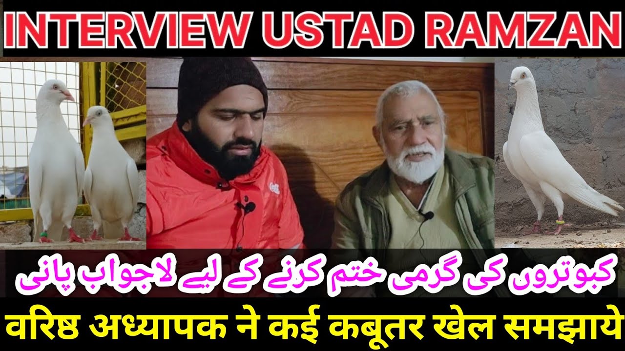 Namwar Ustad Interview Ustad Ramzan full information 🕊️🥰 || kabutar Baaz || Kabootar Bazi Yazman