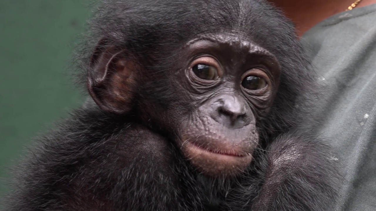 L'arrivée de Balangala, un bonobo orphelin, à Lola ya Bonobo