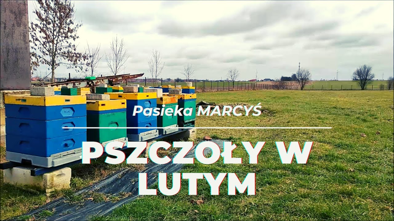 Pszczoły w lutym. Pańskie oko konia tuczy.