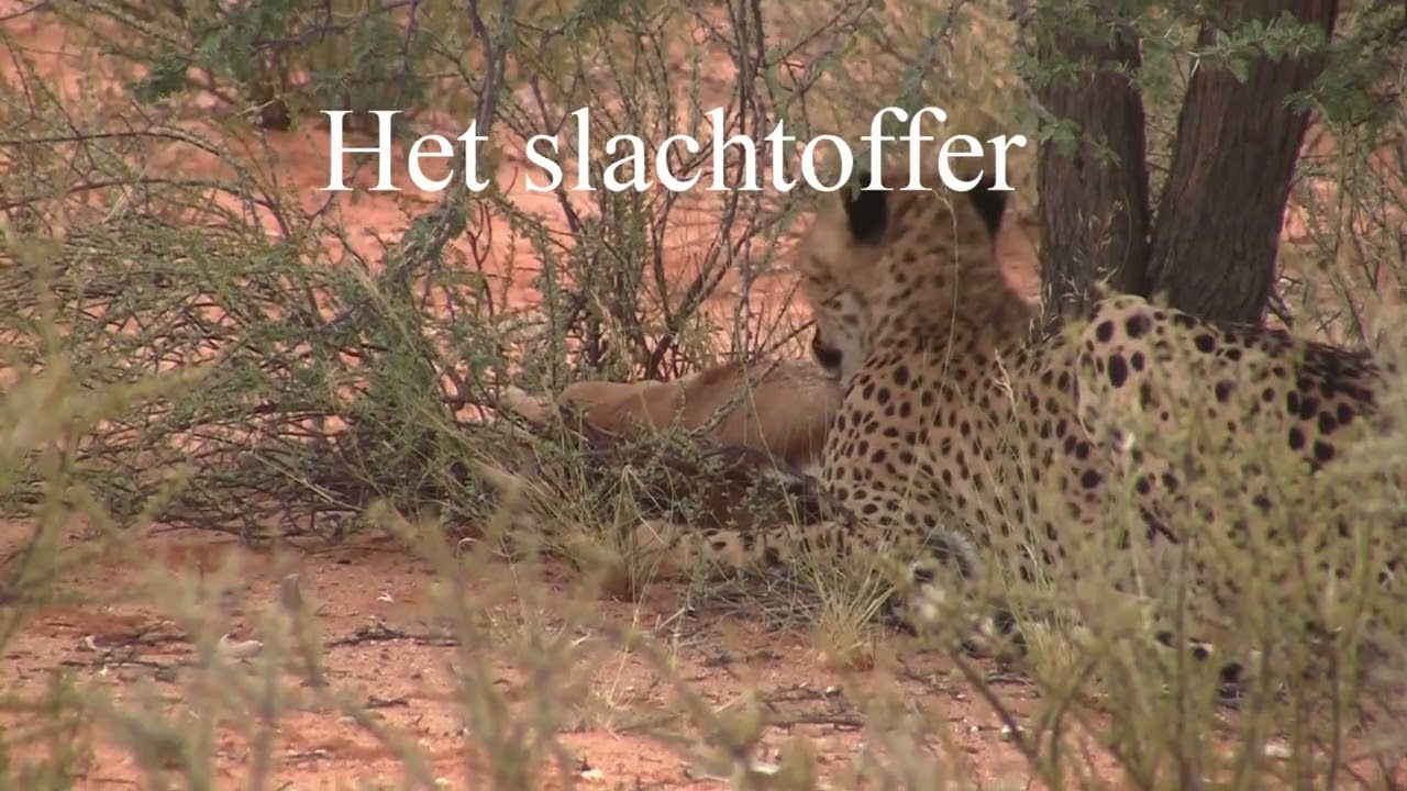 2013-za video clip 44 kgalagadi tfp 13 movie