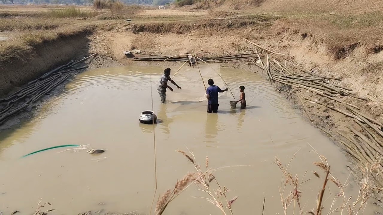 Fish catch in the village pond video video 2026