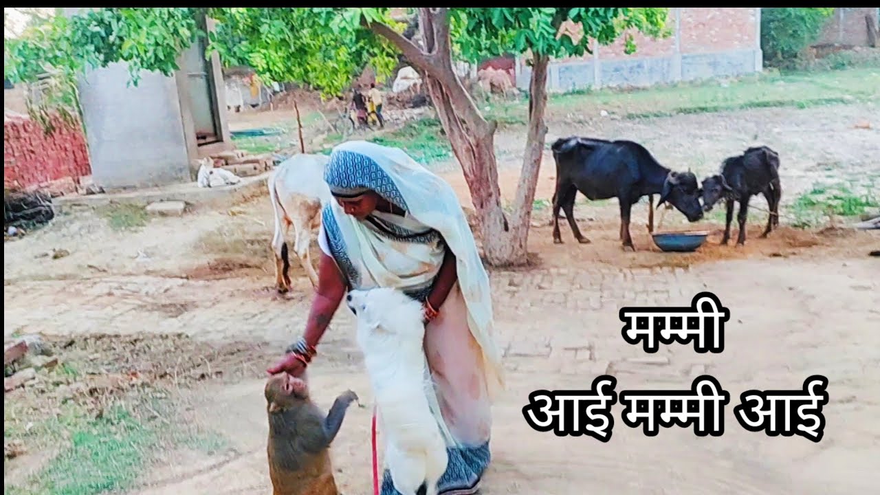 रानी हनी मम्मी के आने से कैसे खुश होती है।।How Rani Honey is happy with mummy's arrival।।