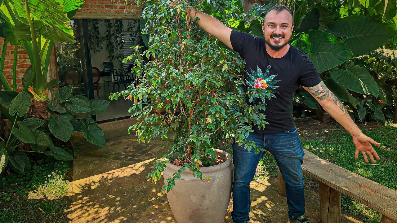 O SEGREDO para Plantar Jabuticaba em VASO e Colher MUITOS Frutos Rápido!