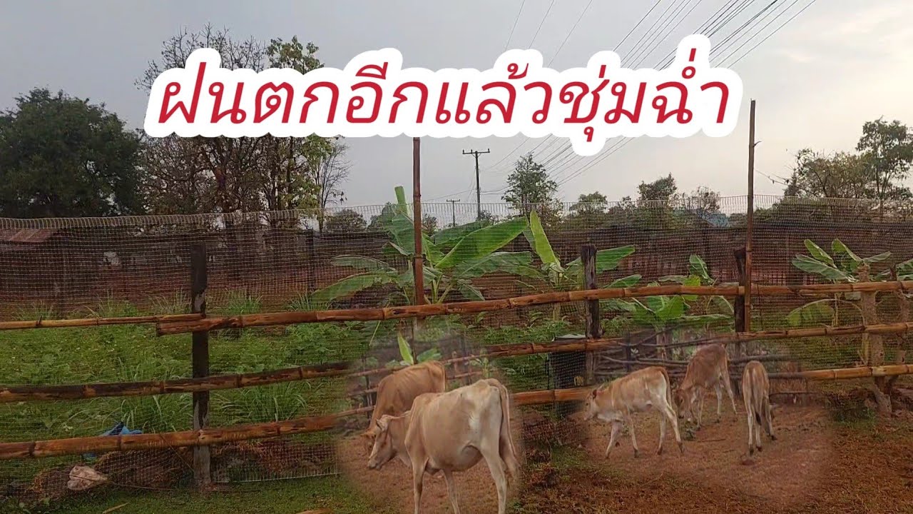 ฝนตกฮำดอกม่วงยามเช้าๆอากาศดีๆนอนม่วนๆ