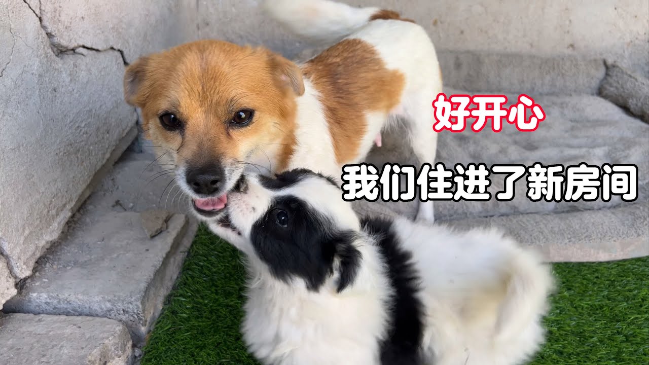 救助的流浪狗有多幸福，一家六口住進了新房間，眼神裏充滿了感激