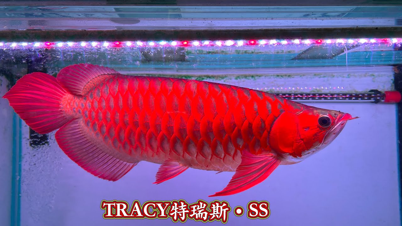 Tracy特瑞斯超血紅龍SS級 已結緣  #水族館 #樂魚愉人水族 #龍魚 #紅龍 #血紅龍 #大型魚