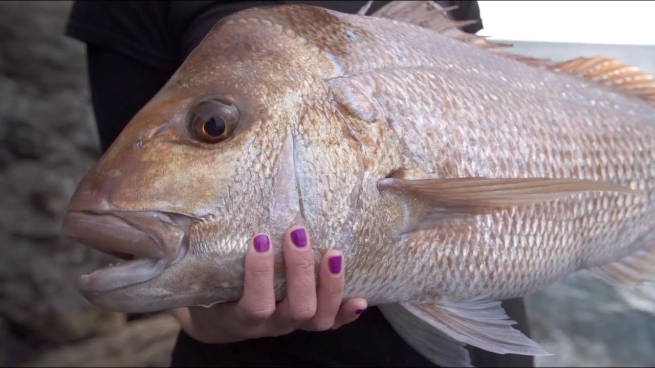 SNAPPER SPECIAL (Season 7, ep 8)