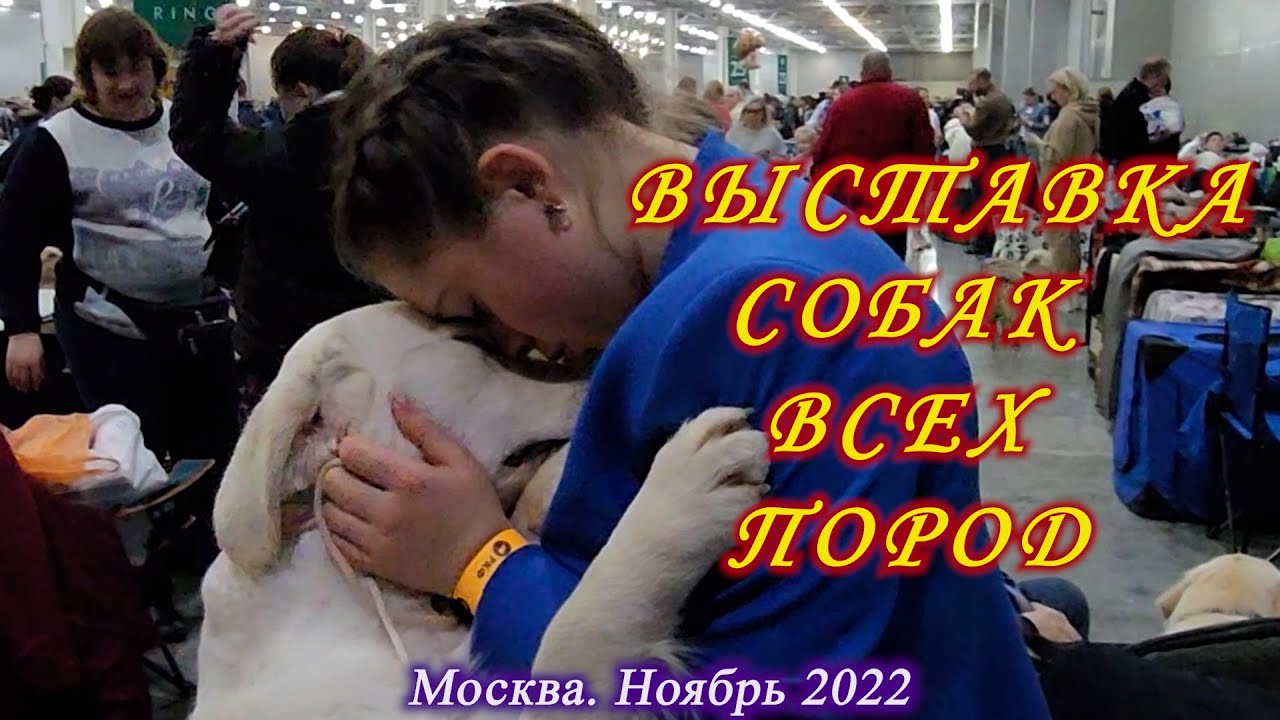 Москва. 26-27 ноября 2022. Крокус Сити. Выставка собак всех пород 