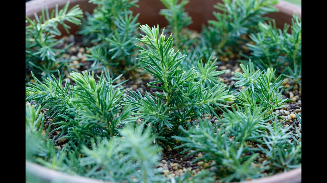 炎天（腰）水挿し／Midsummer Water Insertion