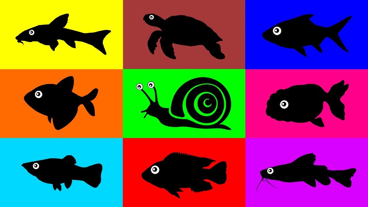 Fish:  Cichlid, Catfish, Platy Fish, Glofish, Goldfish, Tinfoil Barb, Algae Eater, Turtle, Snail