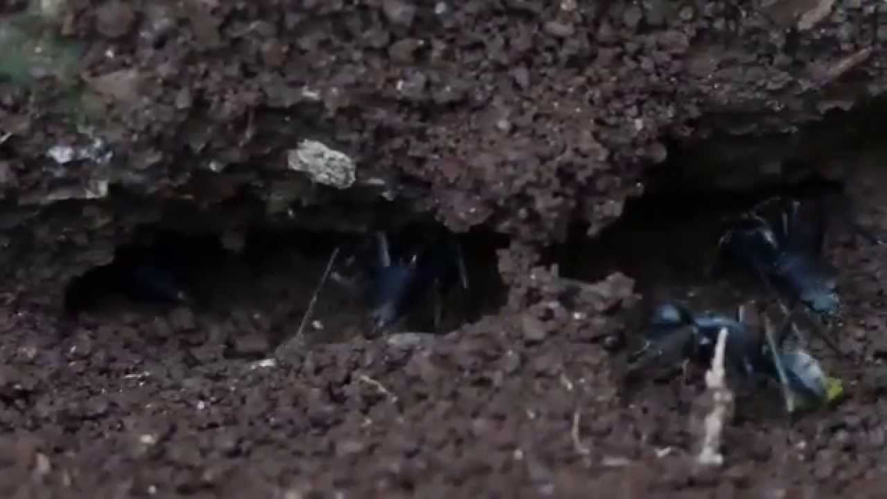 Japan Ant society