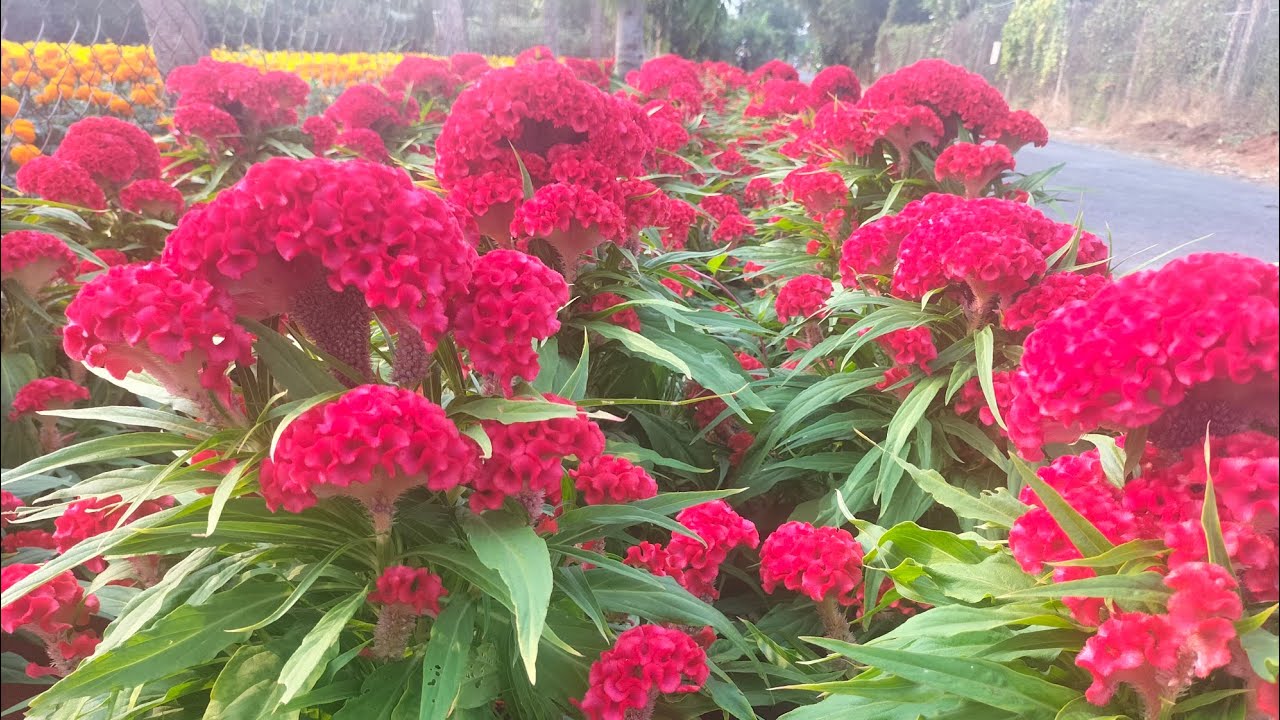 nhà vườn bến tre (21/12) #hoakiengbentre #flowers #garden #vantho #bentre #lamvuon #vuonnha