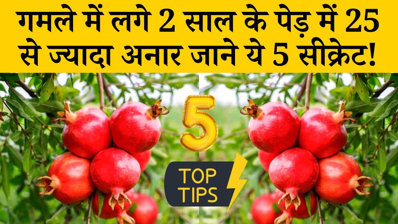 गमले में ढेर सारे अनार उगाने का तरीका | How To Grow Pomegranate at Home In Pot | Anar Kaise Ugaye