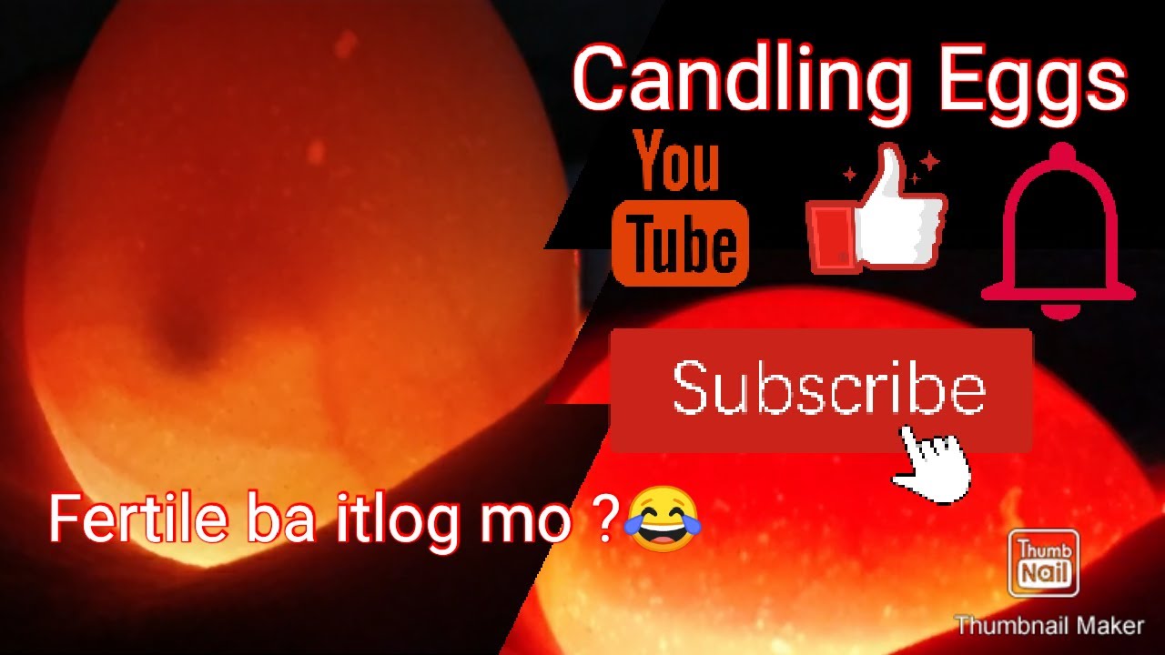 Candling Eggs of June tara mga ka Farm.