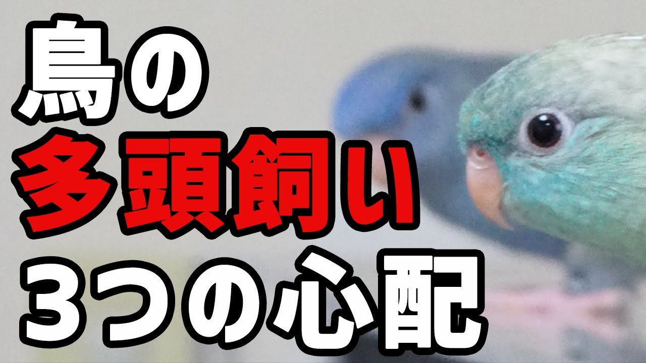 【3つの心配】インコなど鳥の多頭飼い