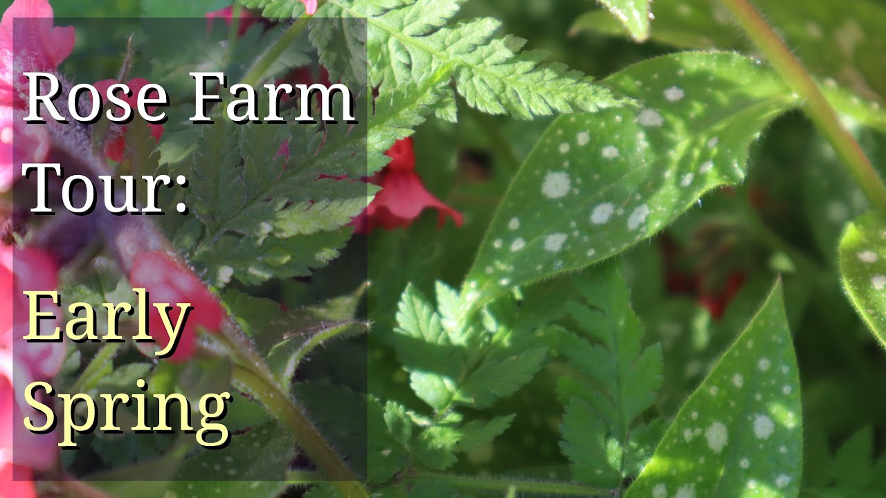 Rose Farm: Early Spring Tour