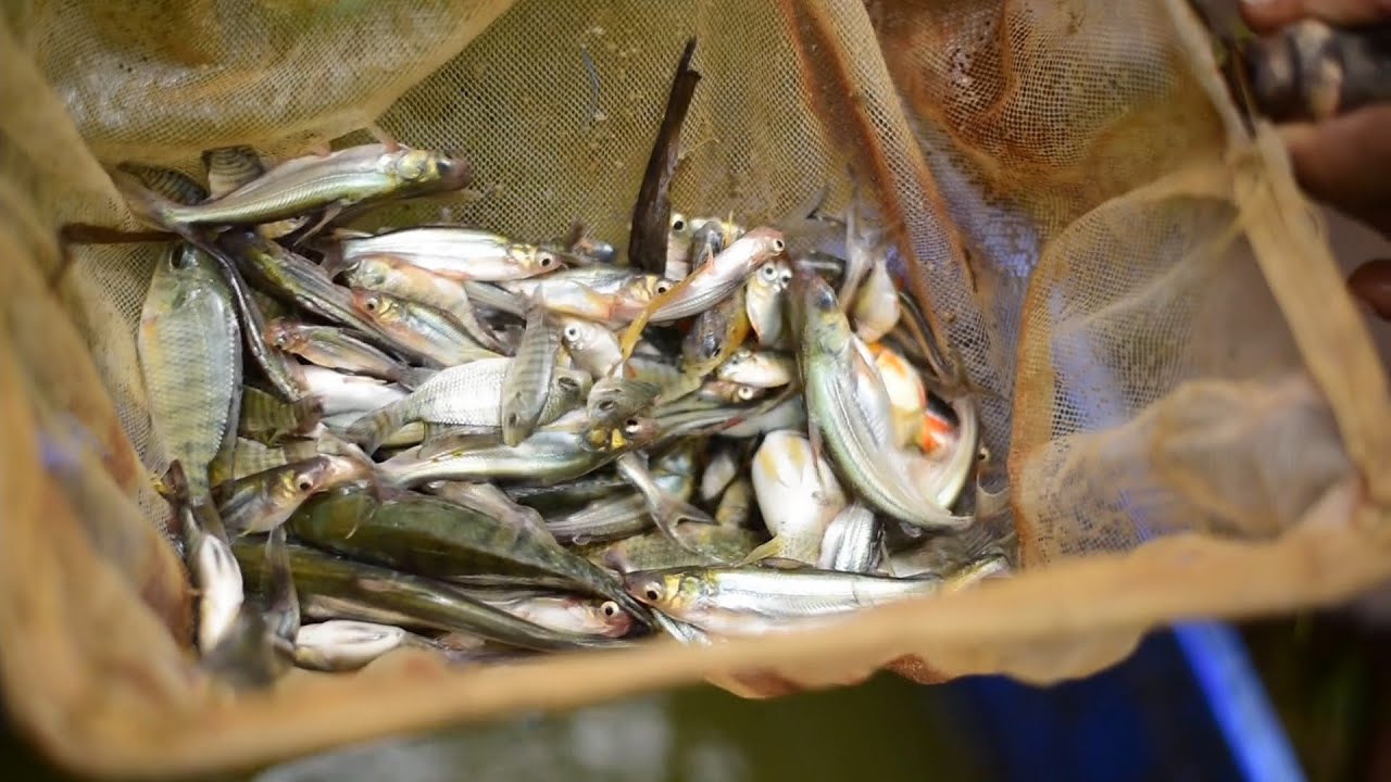Summerland farm വളർത്ത് മീൻ കുഞ്ഞുങ്ങളും പരിപാലനവും