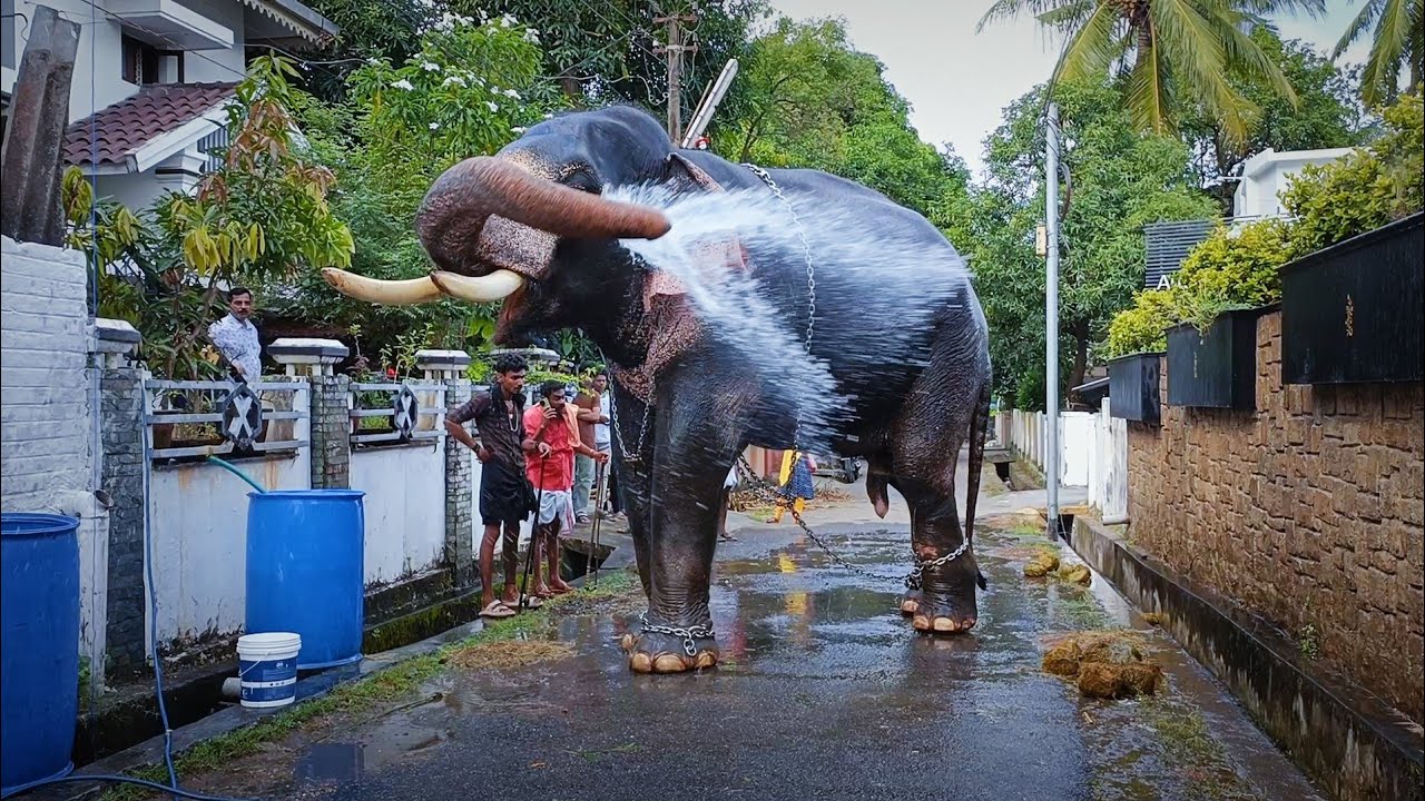 ശ്രീകൃഷ്ണപുരം വിജയ് || Sreekrishnapuram Vijay Elephant