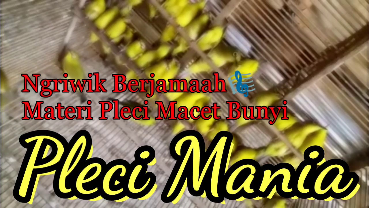 Ngriwik berjamaah Materi pleci Macet bunyi