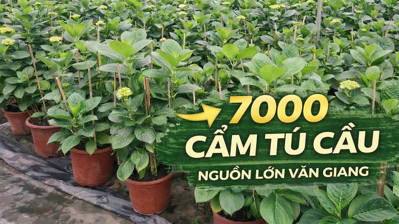 Nguồn cẩm tú cầu ta Văn Giang: 7000 chậu to, 95% đang nụ, cây 70–80cm