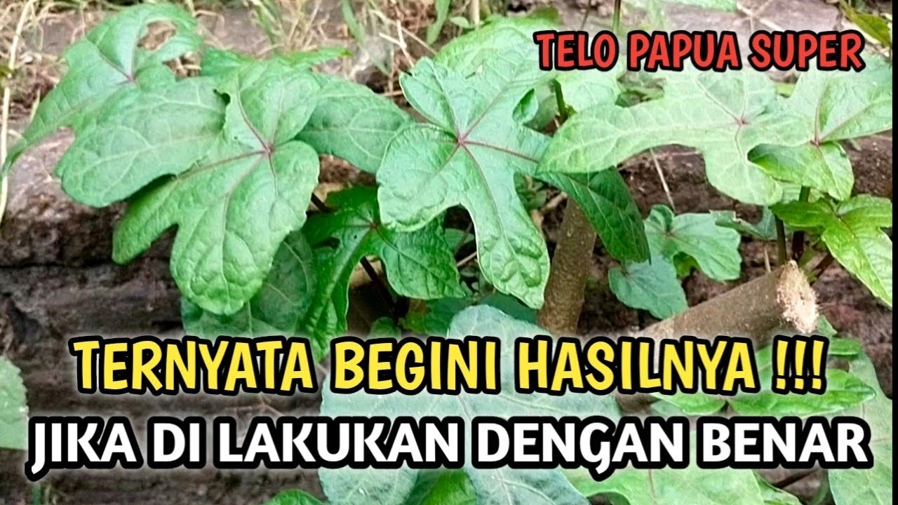 Ternyata begini hasilnya❗ Update terbaru kondisi Telo Papua setelah proses panen tanpa sabit