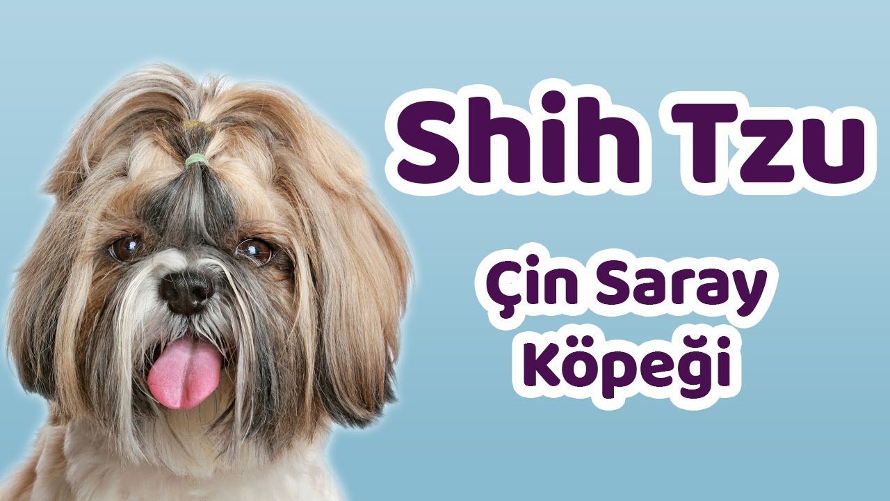 Shih Tzu Karakteri, Eğitilebilirlik Durumu, Yaşam Koşulları, Çocuklarla İletişimi, Bakımı