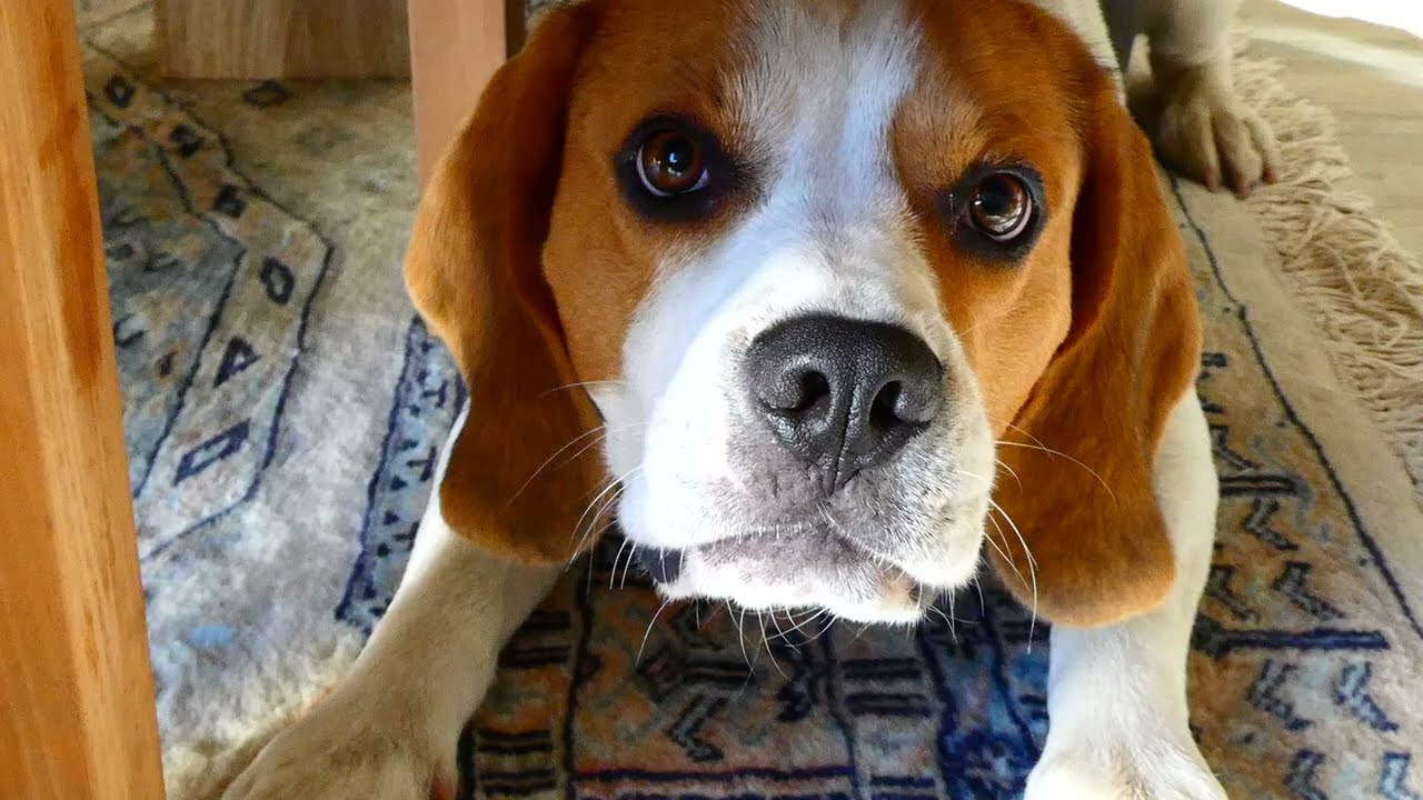 BEAGLE ABOIEMENT 😀