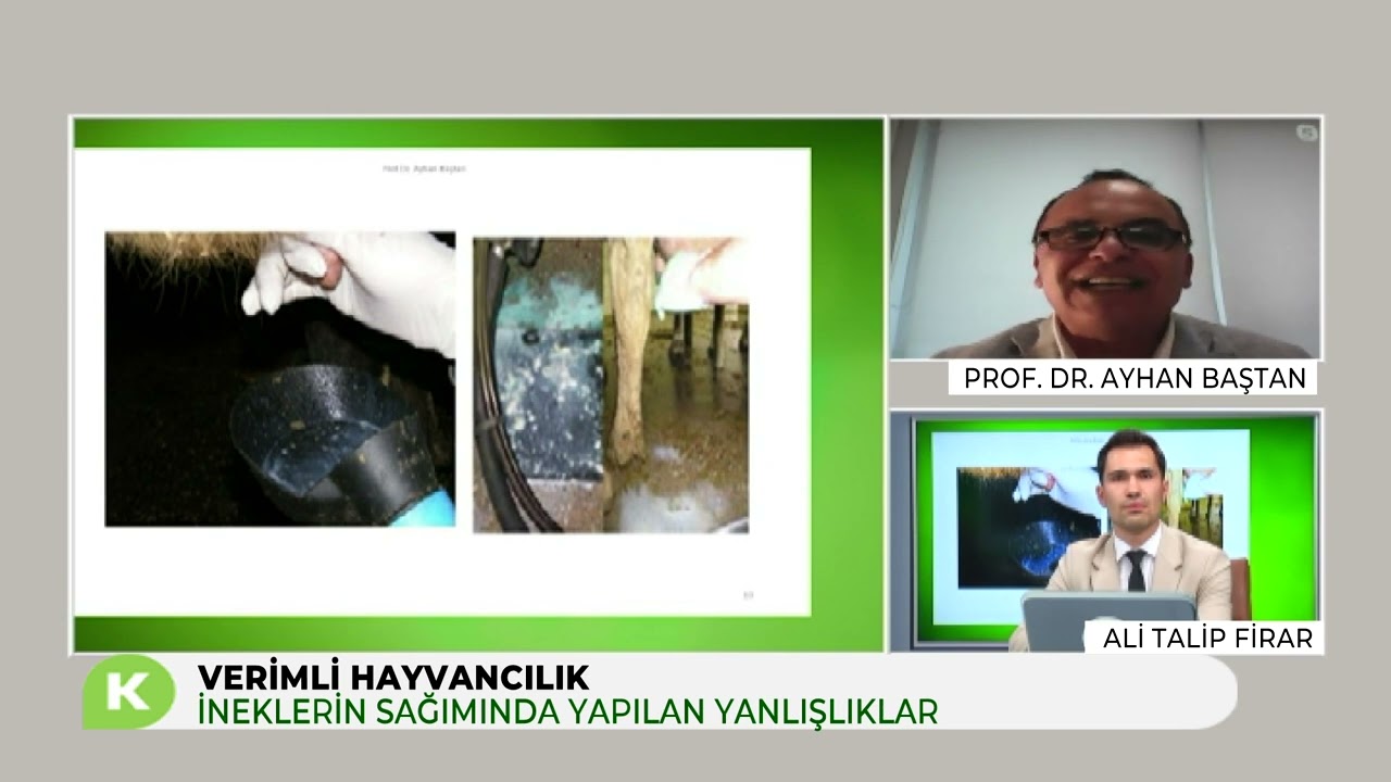 İNEKLERİN SAĞIMINDA YAPILAN YANLIŞLAR