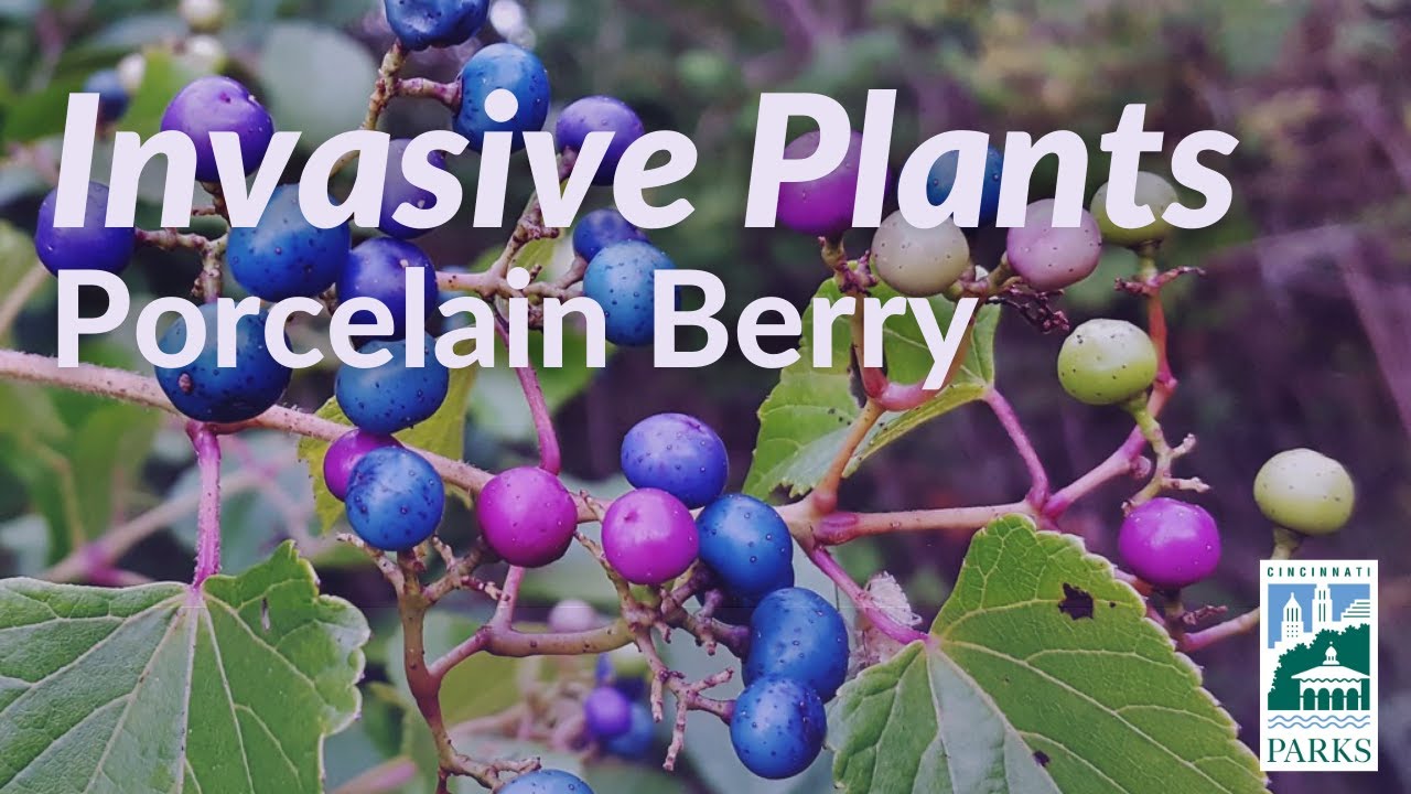 Bad berry or good berry? Porcelain Berry is a NO NO for our local forests | #CincyParks