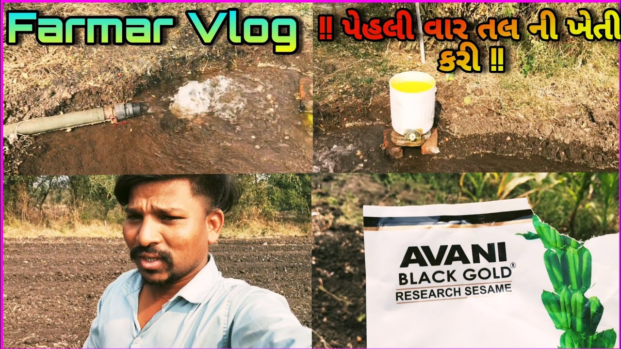 Farmar Full Vlog 🙏 પહેલી વાર તલ ની ખેતી કરી 