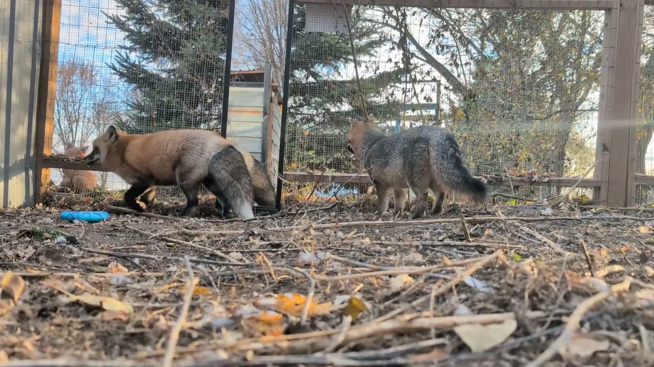 Are Foxes Sentient? Mirror test!