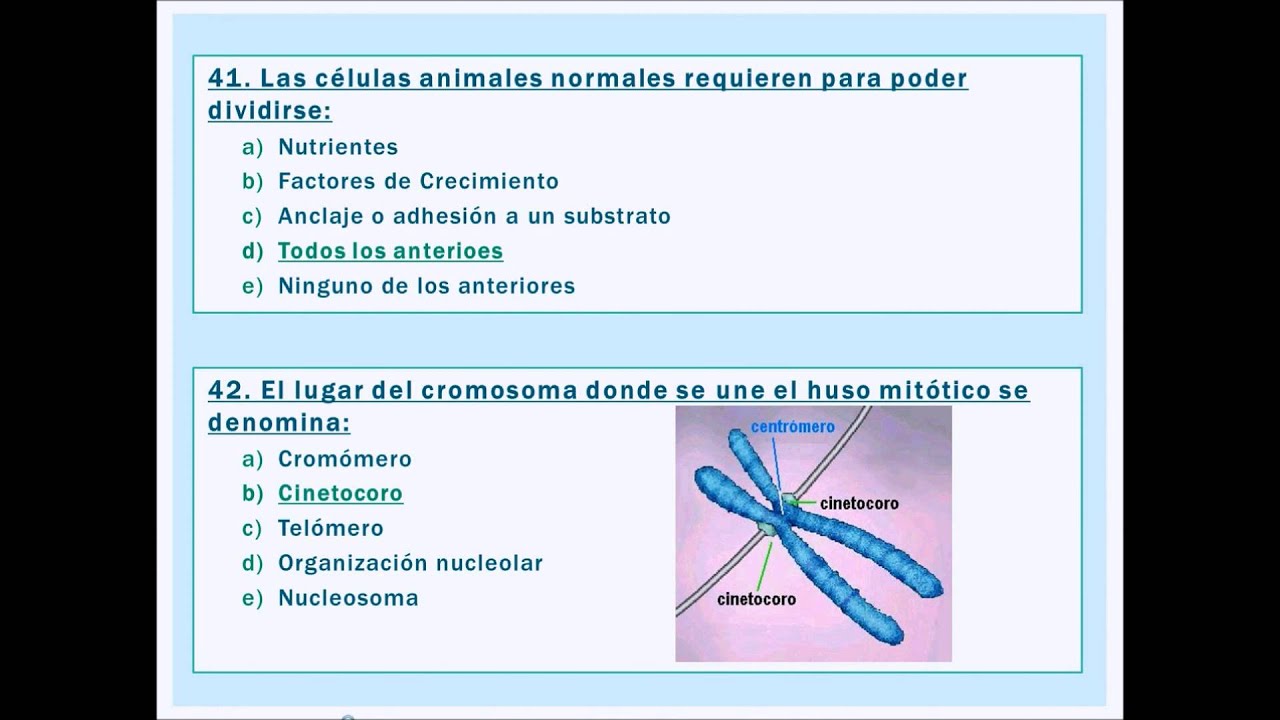 umh1403 Biología Celular. Examen Febrero 2012-13