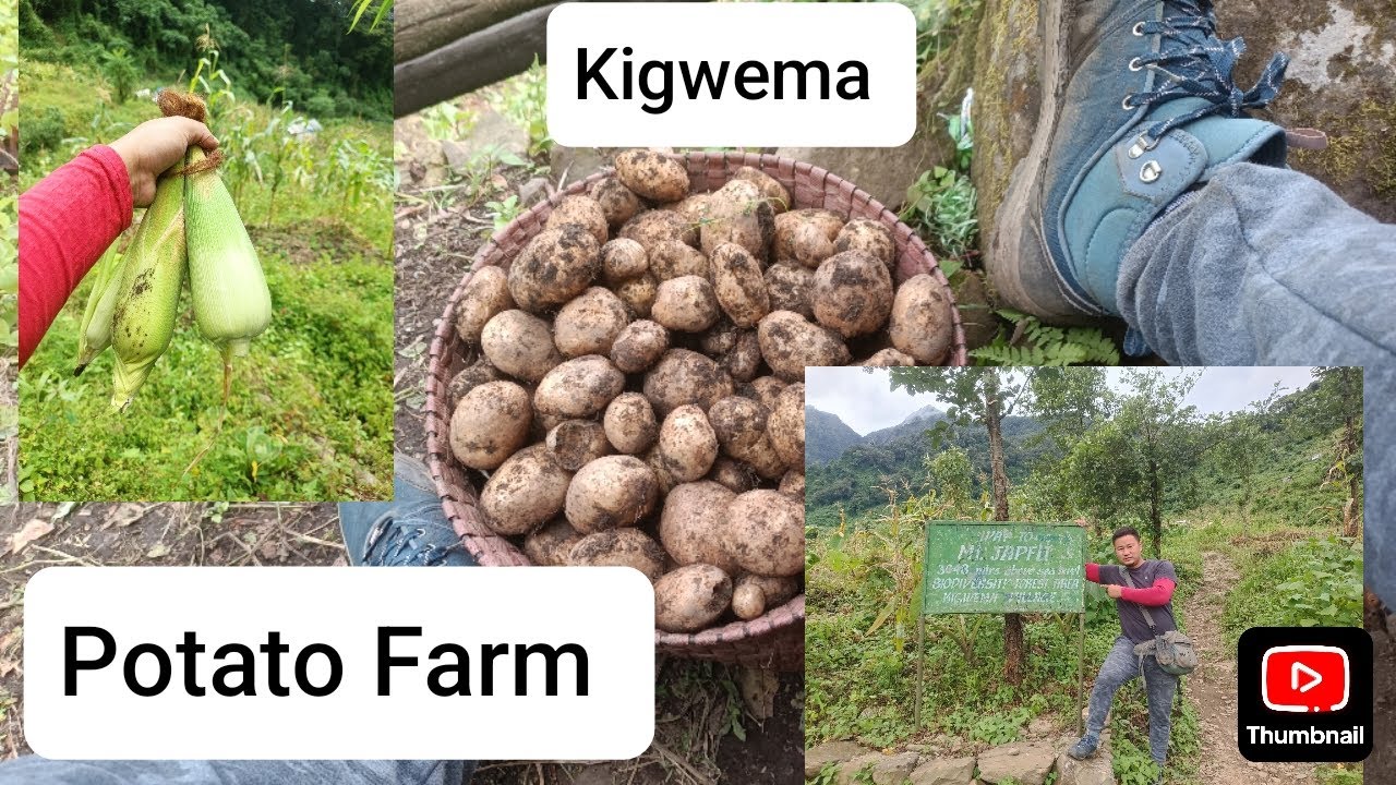 Potato Harvest at Kigwema/Organic farming/#Kigwema #Kohima #nagaland