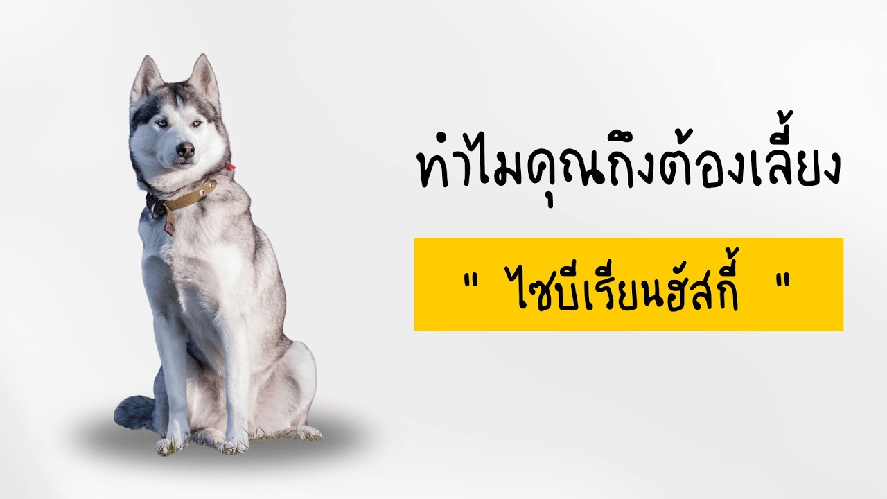 ทำไมคุณต้องเลี้ยงหมา “ ไซบีเรียน ฮักกี้ ” ....สุนัขมีนิสัยอย่างไรบ้าง?