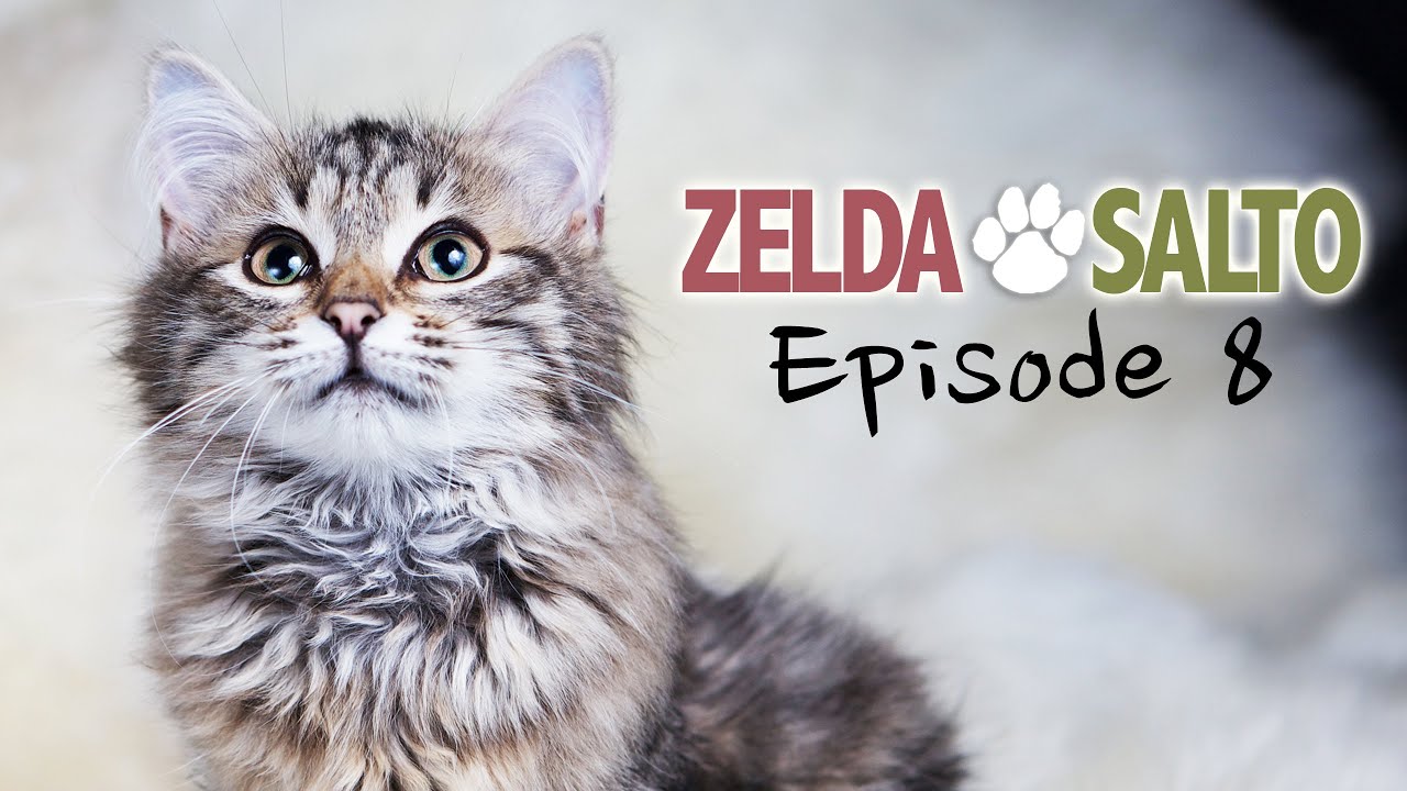 Сибирская кошка Zelda - Zelda&Salto