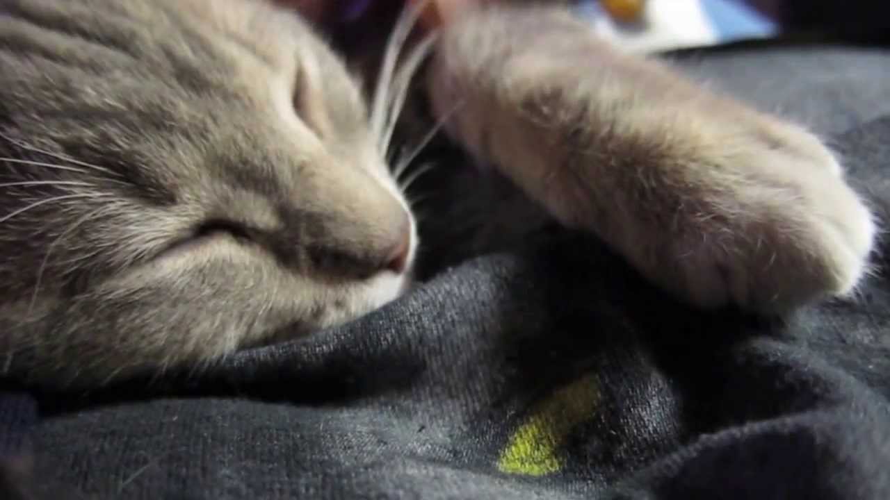 Kitten Bottle Baby
