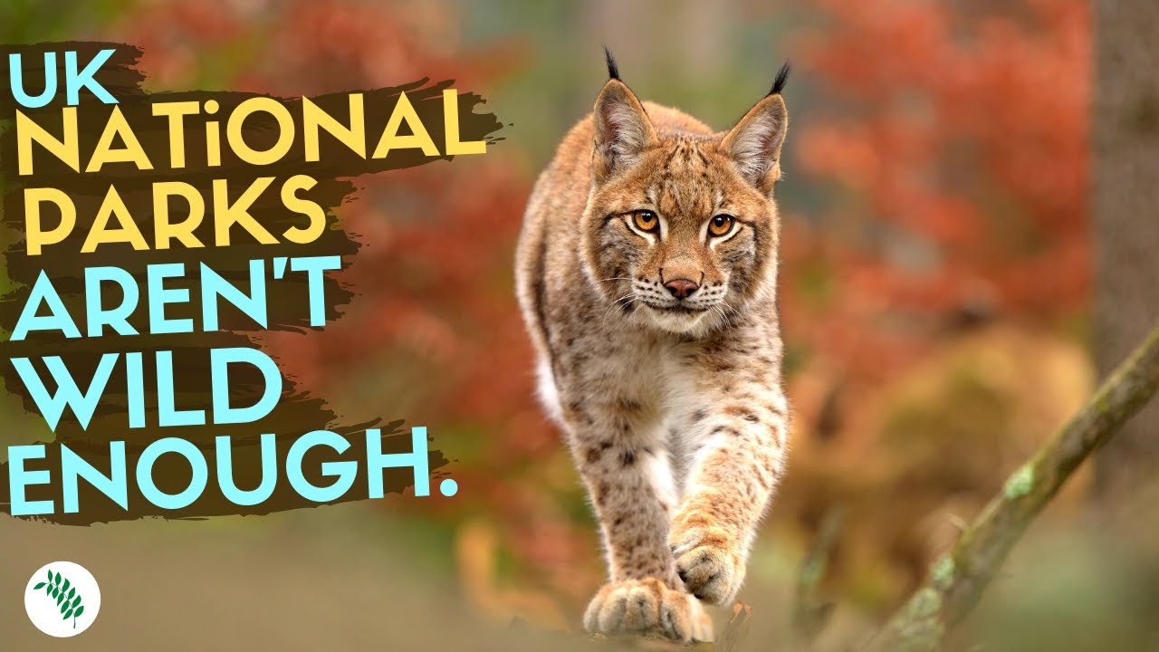 How You Can Help Rewild Britain's National Parks